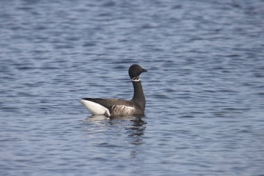 Brant Goose (branta bernicla)