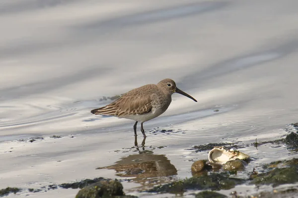 Dunlin Invierno Calidris Alpina —  Fotos de Stock