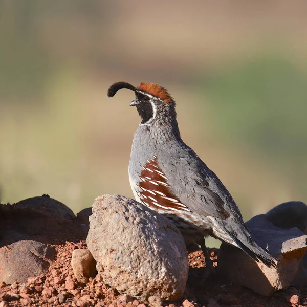 Gambel Bıldırcın Erkek Callipepla Gambelii — Stok fotoğraf