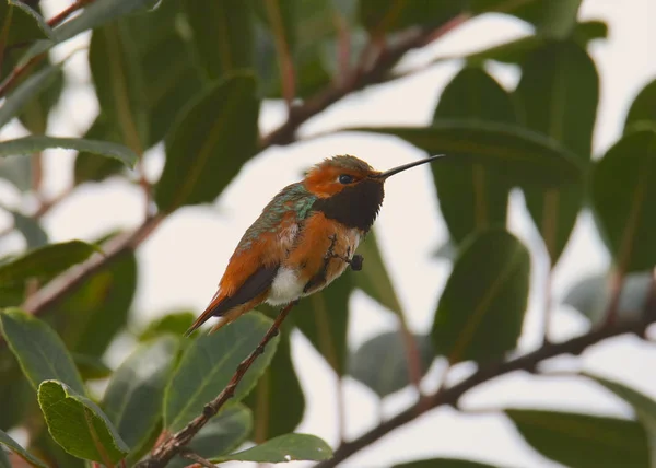 Colibrì Allen Maschio Selasforo Sasin — Foto Stock