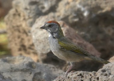 Yeşil kuyruklu Towhee (pipilo chlorurus)