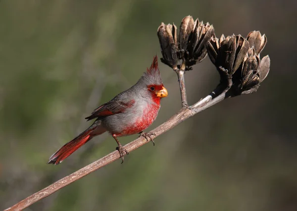 Pyrrhuloxia Manlig Cardinalis Sinuatis — Stockfoto