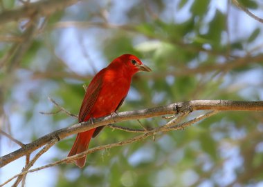 Summer Tanager (erkek) (piranga rubra)