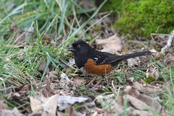 Spatřeno Towhee Pipilo Maculatus — Stock fotografie