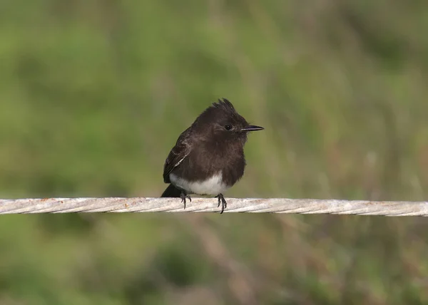 Černá Phoebe Flycatcher Sayornis Nigricans — Stock fotografie