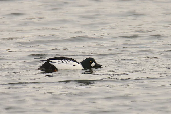 Goldeneye Umum Laki Laki Busephala Clangula — Stok Foto