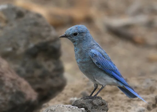 Mountain Bluebird Male Sialia Currucoides — Stock Photo, Image