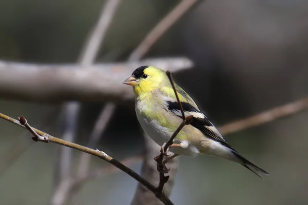 Американский Голдфинч Самец Spinus Tristis — стоковое фото