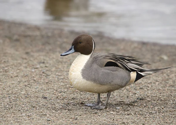 Northern Pintail Male Anas Acutas — стоковое фото