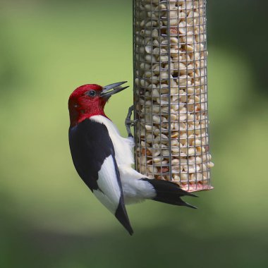 Kızıl saçlı ağaçkakan kuş yemi için yiyor (melanerpes eritrocephalus)