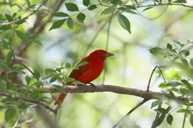 Yaz Tanager (Piranga rubra)