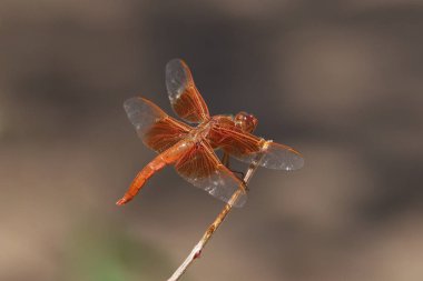 Alev Süzgeci Yusufçuk (libellula saturata))