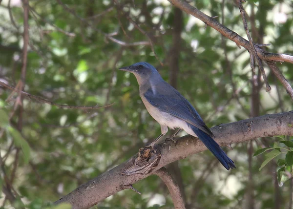 Meksika Jay Aphelocoma Wollweberi — Stok fotoğraf