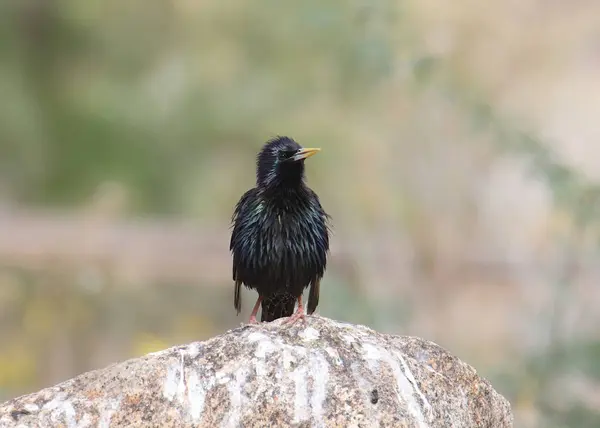 Estorninho Europeu Reprodução Sturnus Vulgaris — Fotografia de Stock