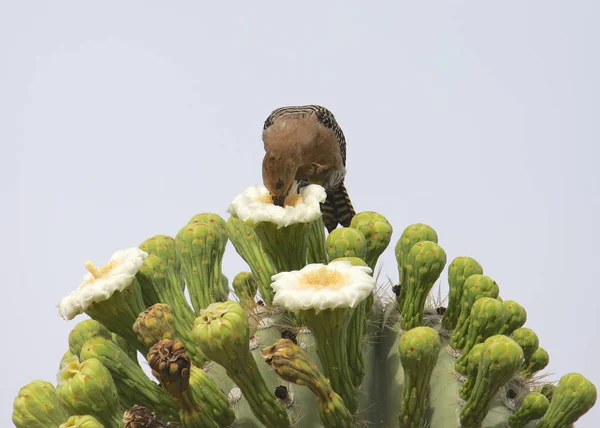 Gila Specht Weiblich Trinkt Aus Einer Saguaro Kakteenblüte Melanerpes Uropygialis — Stockfoto