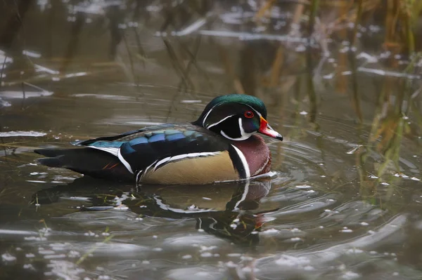 Canard Branchu Mâle Aix Sponsa — Photo