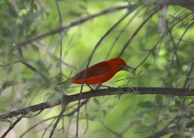 Summer Tanager (erkek) (piranga rubra)