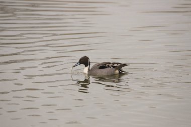 Kuzey Pintail (erkek) (ananas acutas))