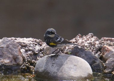 Sarı-rumped Ötleğen (Mersin, yaz) (setophaga coronata)