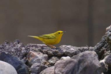 Sarı Warbler (erkek) (setophaga peteşi))