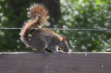 Arizona gri sincap (Sciurus arizonensis)