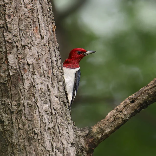 Pájaro Carpintero Pelirrojo Melanerpes Erythrocephalus — Foto de Stock