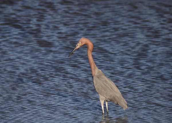 Reddish Egret Egretta Rufescens — Stock Photo, Image