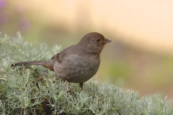 Kalifornischer Towhee Melozone Crissalis — Stockfoto