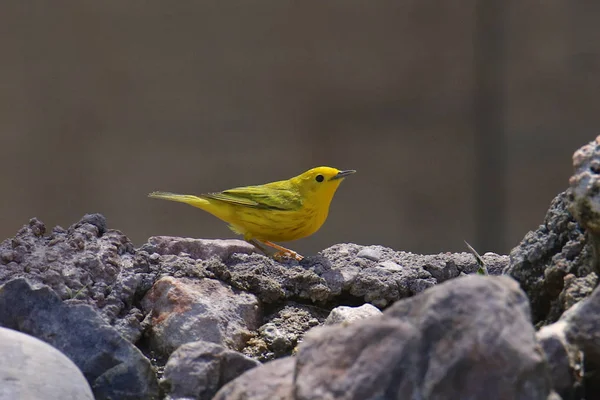 Paruline Jaune Mâle Setophaga Petechia — Photo