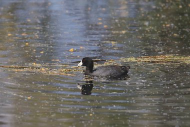 Amerikan Sakarmeke (Fulica americana)