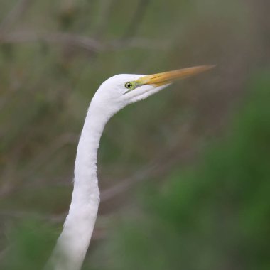 Büyük Egret (sadece baş ve boyun) (ardea alba))