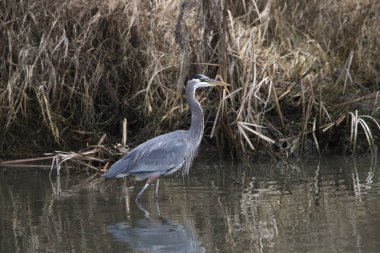 Büyük Mavi Balıkçıl (ardea herodias)