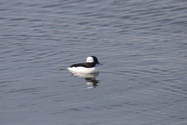 Bufflehead (erkek) (bucephala albeola)