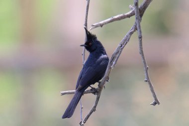 Phainopepla (erkek) (phainopepla nitens)