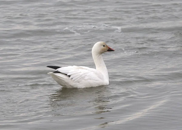 Snögås Chen Caerulescens — Stockfoto