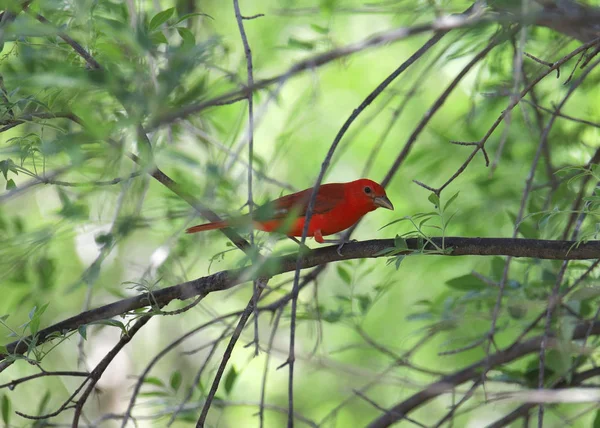 Tanager Verano Macho Piranga Rubra — Foto de Stock