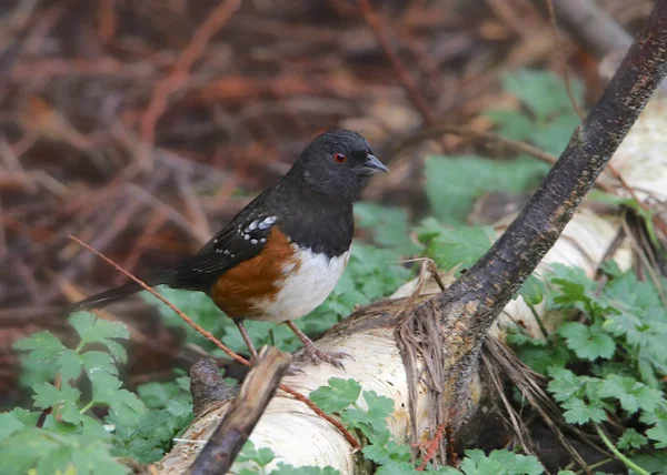 Fleckenkohl Pipilo Maculatus — Stockfoto