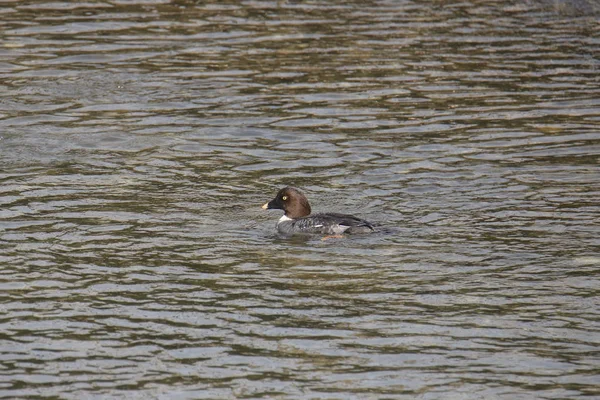 Garrot Amérique Femelle Bucephala Clangula — Photo