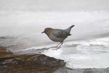 Ouzel (American Dipper) buzlu bir derenin (circlus mexicanus) yanında duruyor)