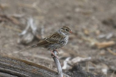 Brewer 's Sparrow (spizella breweri)