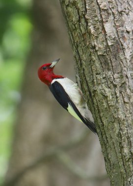 Kızıl başlı ağaçkakan (melanerpes erythrocephalus)