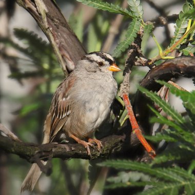 Beyaz Taç Serçesi (zonotrichia leucophrys)
