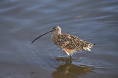 Uzun gagalı Curlew (Numenius americanus)