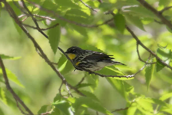 黄色いランプドウォーブラー Audubon Setophaga Coronata — ストック写真