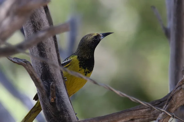 Oriole Scott Femelle Icterus Parisorum — Photo