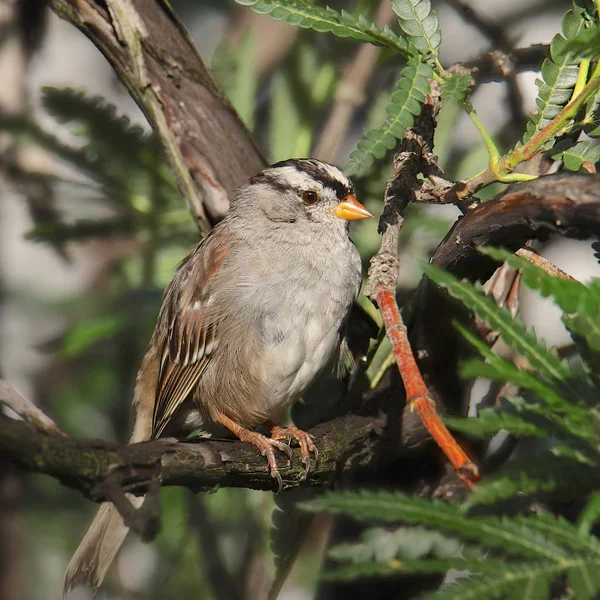 White Crowned Sparrow Zonotrichia Leucophrys — Stock Photo, Image