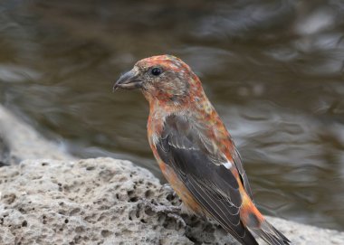 Red Crossbill (loxia curvirostra) clipart