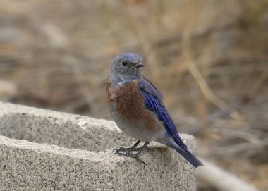 Batı Bluebird (kadın) (sialia mexicana)