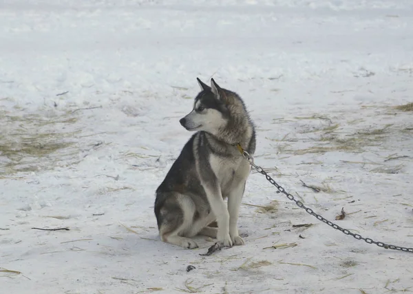 알라스 썰매끄는 차례를 기다리고 알라스 Canis Lupus Family Aris — 스톡 사진