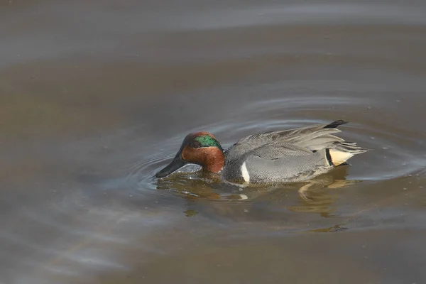 Green Winged Teal Male Anas Carolinensis — Stock Photo, Image